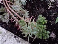 sedum reflexum pupići