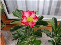 Adenium obesum