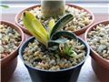 gasteria variegata