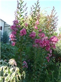 lagoerstremia