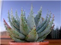 Aloa Ferox