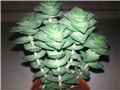 crassula