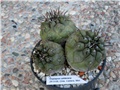 copiapoa calderana