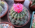 matucana polzii