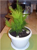 Asparagus plumosus