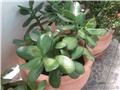 Crassula