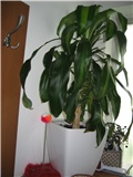 dracena