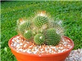mammillaria spinosissima un pico