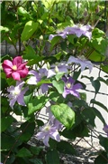 klematis justa