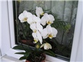 bijela phalenopsis orhideja
