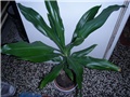 dracaena