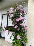 Klematis