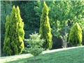 Abies koreana