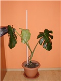 monstera