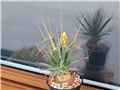 Leuchtenbergia principis