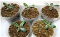 Adenium somalense nova