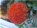 senecio