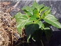 paprika babura