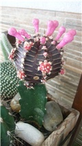 kaktus u cvatu