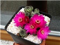 Sulcorebutia rauschii 