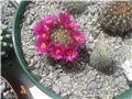 Mammillaria