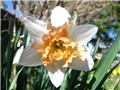 Narcissus 