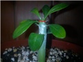 pachypodium saundersii, @mememe
