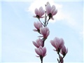 Magnolia x soulangiana 'Alexandrina' 