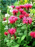 monarda