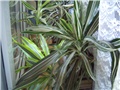 dracena