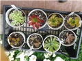 aeonium