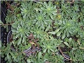 sedum