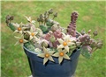 piaranthus