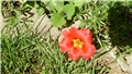 portulaca grandiflora - prkos