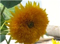 Suncokret