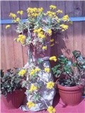 Sedum