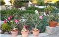 Adenium obesum - 2. dizanje