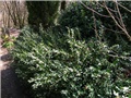 Sarcococca 