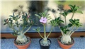 adenium swazicum