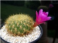 Rebutia mentosa