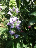 lobelia