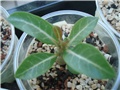 adenium mali II