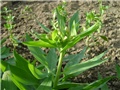 alstroemerija