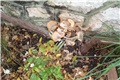 gljive u vrtu