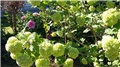 viburnum opulus