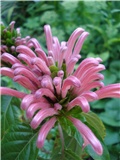 Justicia carnea