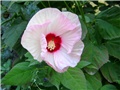 Hibiskus