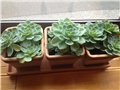 echeveria glauca