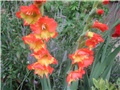 Gladiola