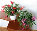 Schlumbergera 